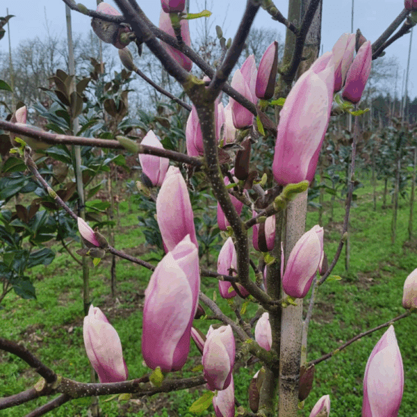 MAGNOLIA 'Heaven Scent' – Image 5