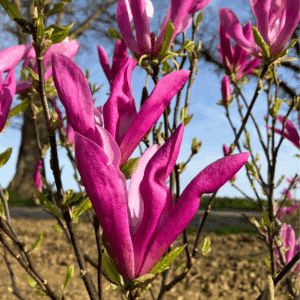 MAGNOLIA Susan