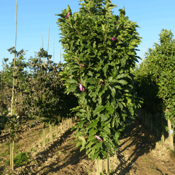 MAGNOLIA Susan – Image 5