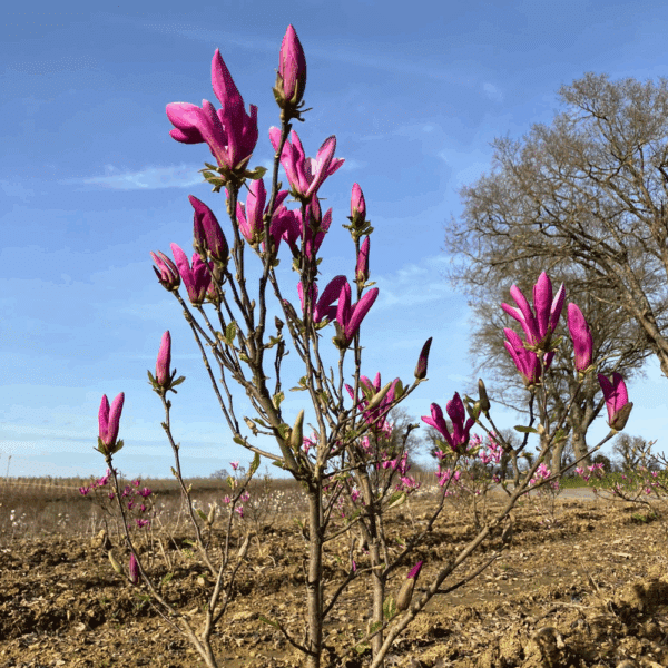 MAGNOLIA Susan – Image 3