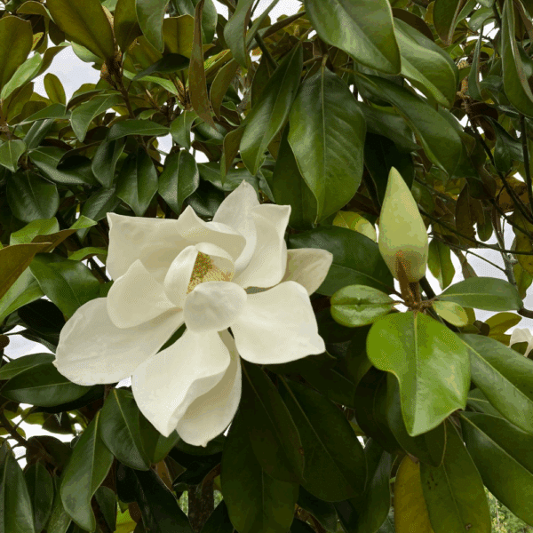 MAGNOLIA grandiflora 'Galissonnière' – Image 6