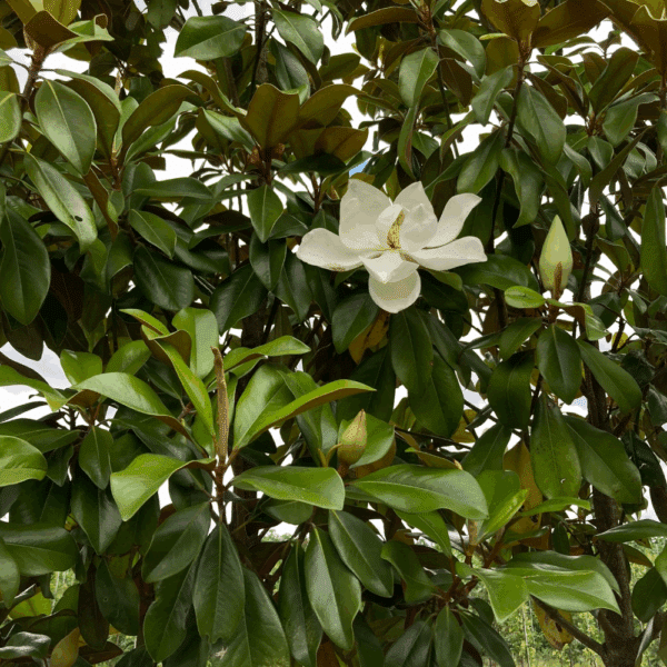 MAGNOLIA grandiflora 'Galissonnière' – Image 3