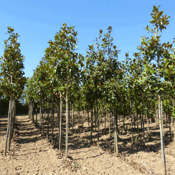 MAGNOLIA grandiflora 'Galissonnière' – Image 2