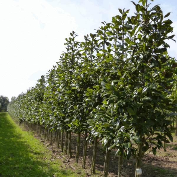 MAGNOLIA grandiflora 'Galissonnière' – Image 5