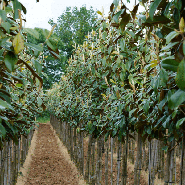MAGNOLIA grandiflora 'Nannetensis' – Image 2