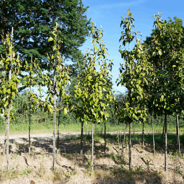 MAGNOLIA grandiflora 'Nannetensis' – Image 3