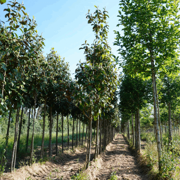 MAGNOLIA grandiflora 'Nannetensis' – Image 4
