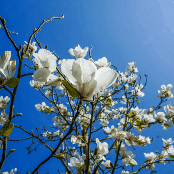 MAGNOLIA kobus – Image 6