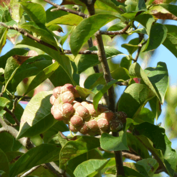 MAGNOLIA kobus – Image 4