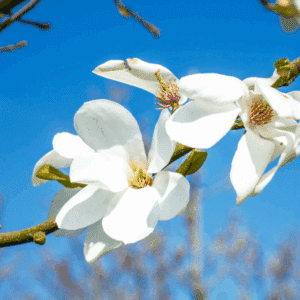 MAGNOLIA kobus
