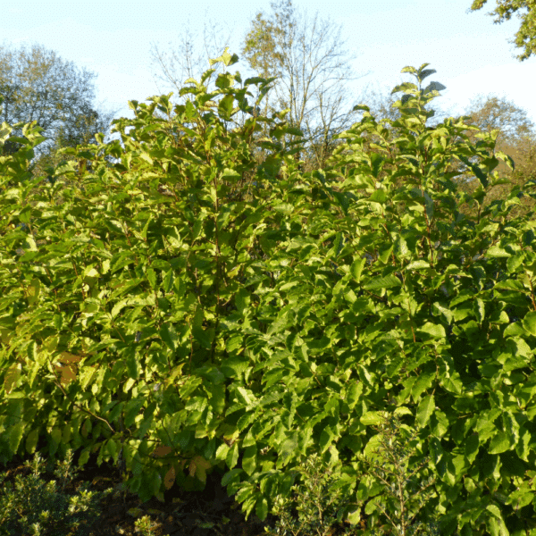 MAGNOLIA kobus – Image 3