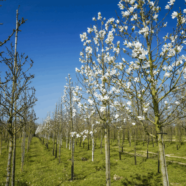 MAGNOLIA kobus – Image 2