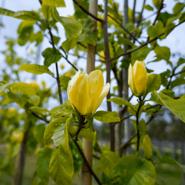 MAGNOLIA x brooklynensis 'Yellow Bird' – Image 4