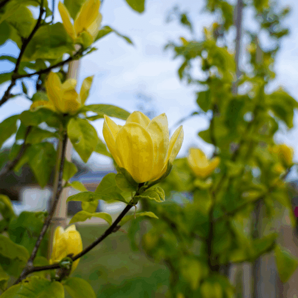 MAGNOLIA x brooklynensis 'Yellow Bird' – Image 2