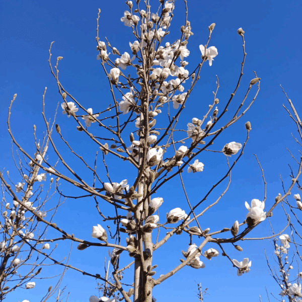 MAGNOLIA x loebneri 'Merrill' – Image 2