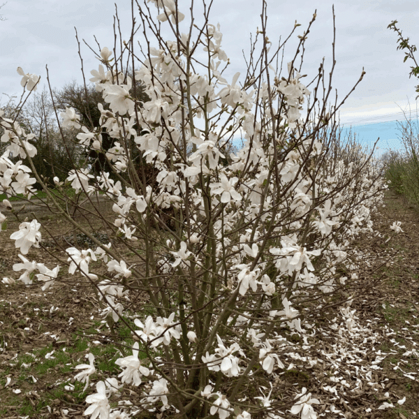 MAGNOLIA x loebneri 'Merrill' – Image 4