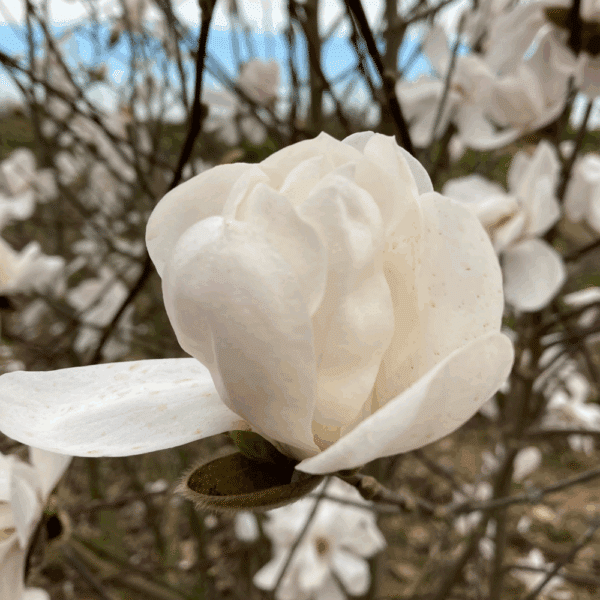 MAGNOLIA x loebneri 'Merrill' – Image 3