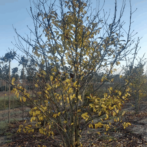 MAGNOLIA x loebneri 'Merrill' – Image 5