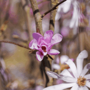 MAGNOLIA x loebneri 'Leonard Messel'