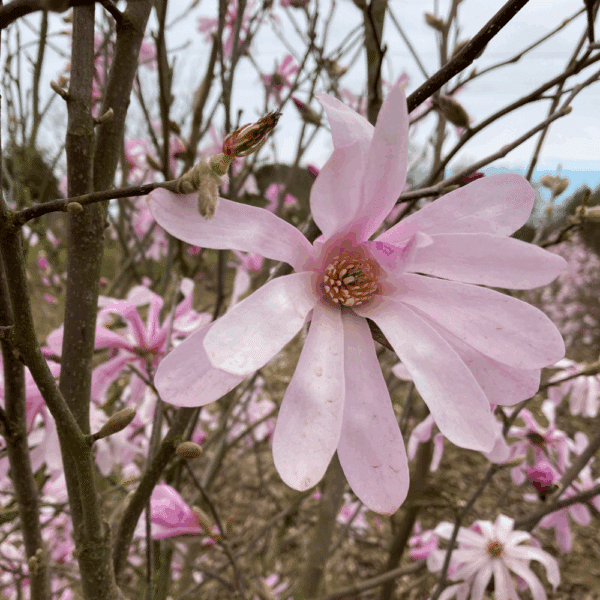 MAGNOLIA x loebneri 'Leonard Messel' – Image 3