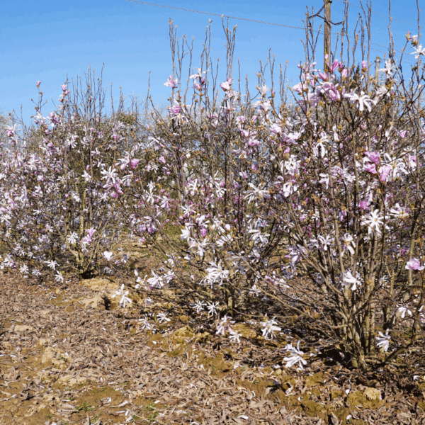 MAGNOLIA x loebneri 'Leonard Messel' – Image 2