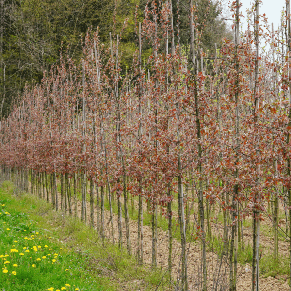 MALUS COCCINELLA® 'Courtarou COV' – Image 7