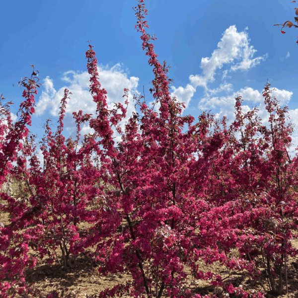 MALUS COCCINELLA® 'Courtarou COV' – Image 6