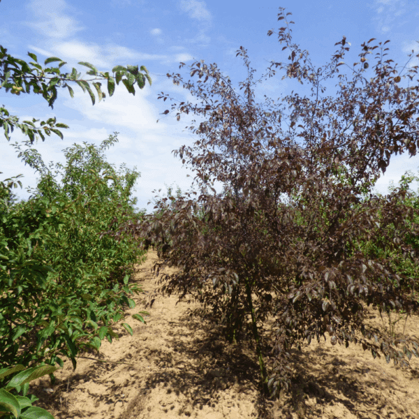 MALUS COCCINELLA® 'Courtarou COV' – Image 10