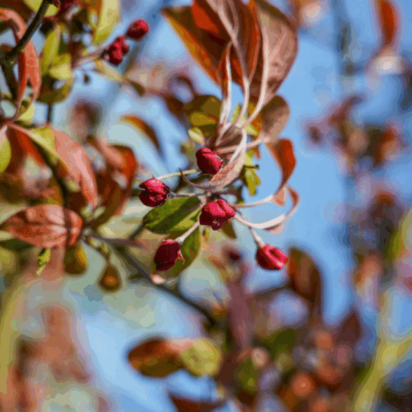 MALUS COCCINELLA® 'Courtarou COV' – Image 5