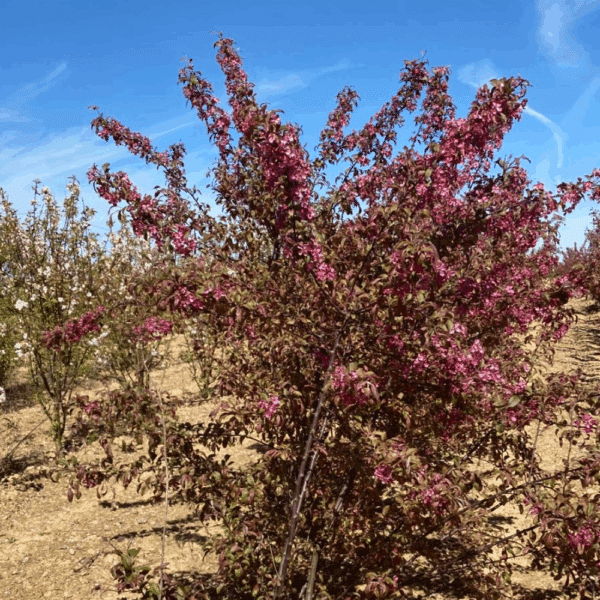 MALUS COCCINELLA® 'Courtarou COV' – Image 9