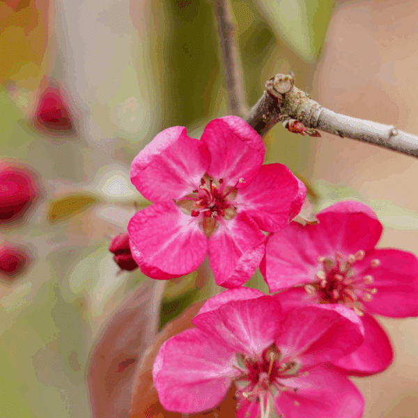 MALUS COCCINELLA® 'Courtarou COV' – Image 2