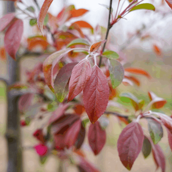 MALUS COCCINELLA® 'Courtarou COV' – Image 4