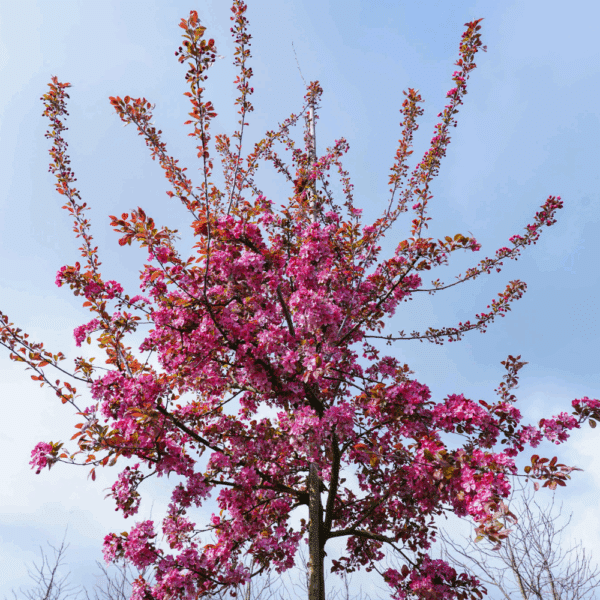 MALUS COCCINELLA® 'Courtarou COV' – Image 3