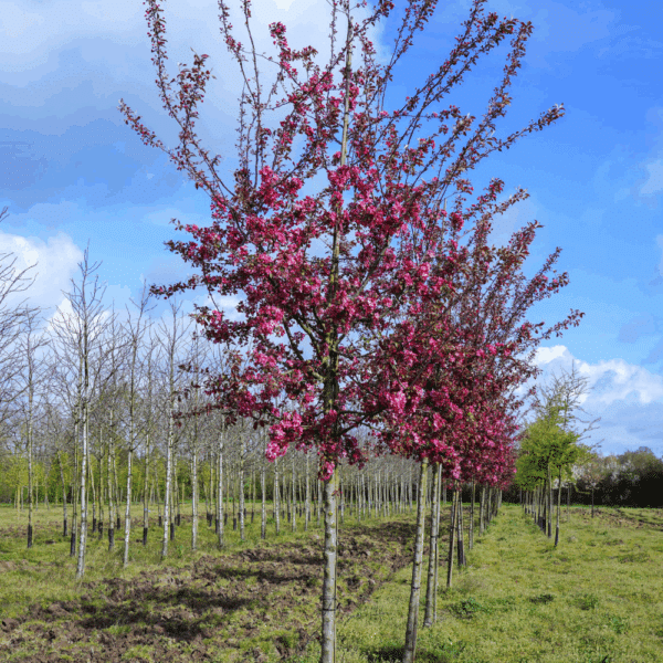 MALUS COCCINELLA® 'Courtarou COV' – Image 8