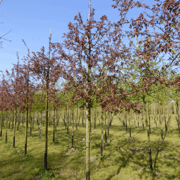 MALUS COCCINELLA® 'Courtarou COV' – Image 12