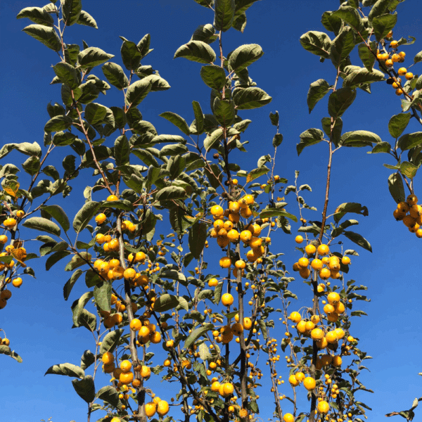 MALUS 'Golden Hornet' – Image 2