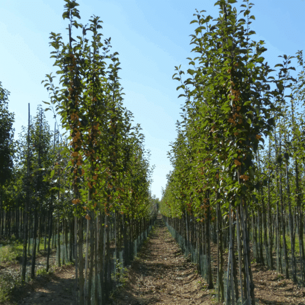 MALUS 'Golden Hornet' – Image 4
