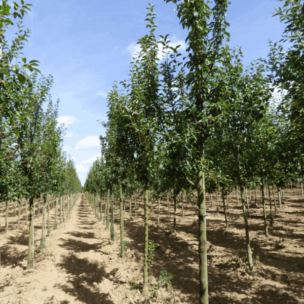 MALUS 'Golden Hornet' – Image 7