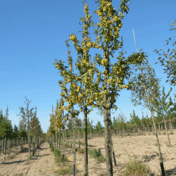 MALUS 'Golden Hornet' – Image 10