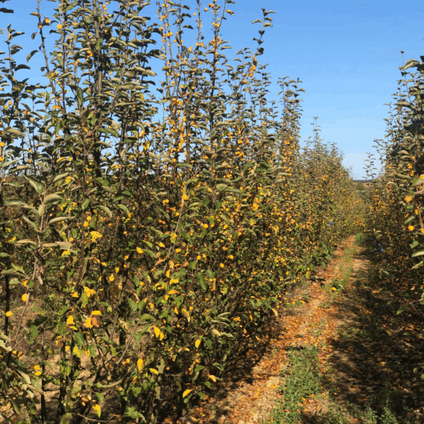 MALUS 'Golden Hornet' – Image 5