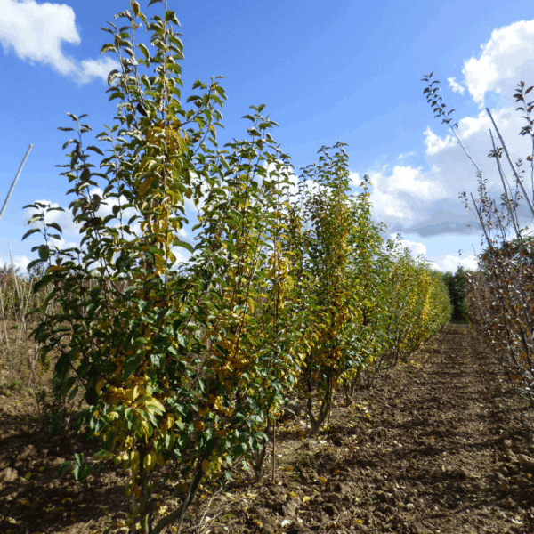 MALUS 'Golden Hornet' – Image 3