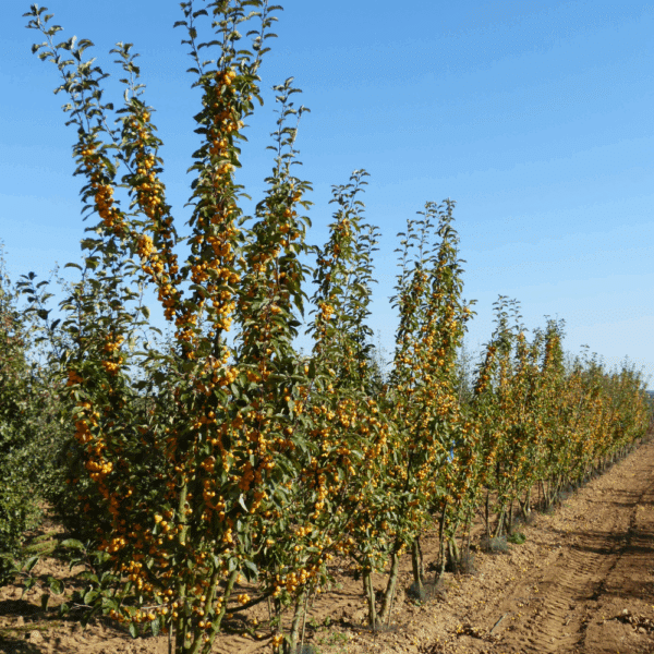 MALUS 'Golden Hornet' – Image 8