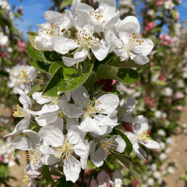 MALUS 'Golden Hornet' – Image 6
