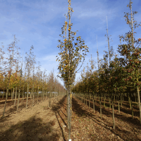 MALUS 'Golden Hornet' – Image 11