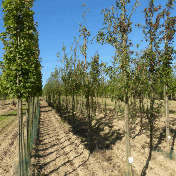 MALUS 'John Downie' – Image 2
