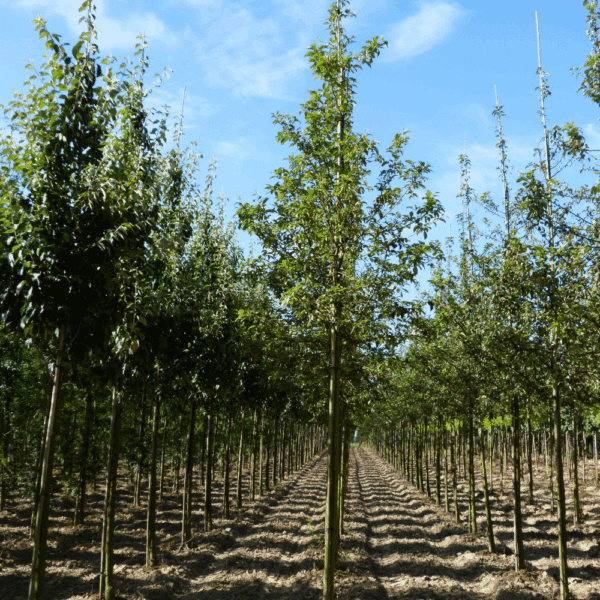 MALUS 'John Downie' – Image 5