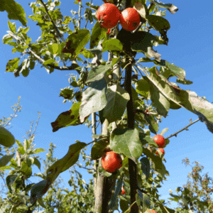 MALUS 'John Downie'