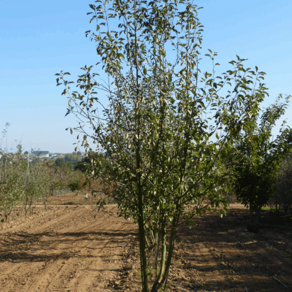 MALUS 'John Downie' – Image 4