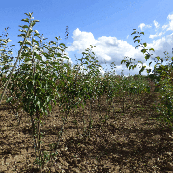 MALUS 'John Downie' – Image 3