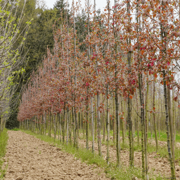 MALUS 'Nicoline' – Image 3